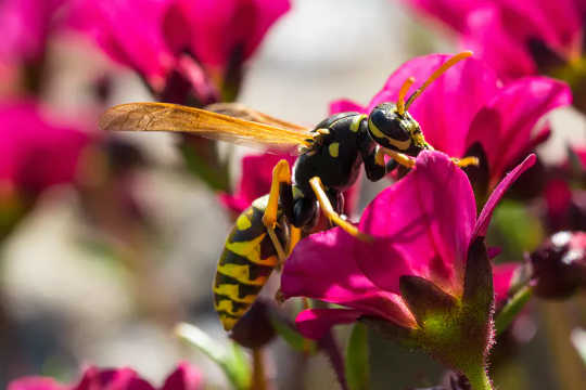 A wasp pollinating. (why wasps become so annoying at the end of summer)